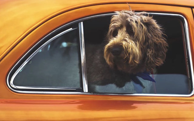 Dog with its head hanging out a car window.