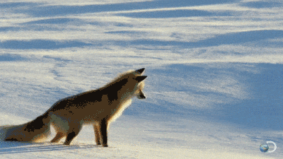 A fox jumping and getting stuck in the snow.
